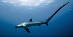Philippines Scuba Diving Holiday. Malapascua Dive Centre. Thresher Shark.